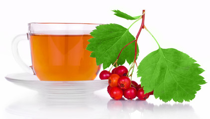 Crataegus tea with herbs and berries of the hawthorn with bright green leaves in a clear plastic Cup with saucer isolated on white background