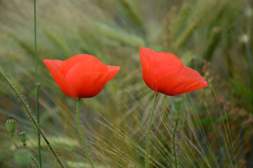 Naklejka premium Klatschmohn
