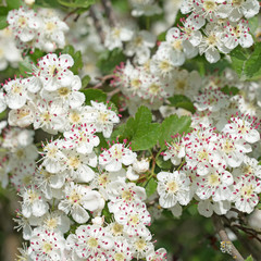 Blühender Weißdorn, Crataegus