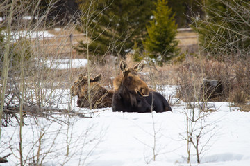 Moose with her two young calves resting in the winter sunshine, in a snow covered forest clearing