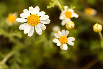 Chamomile. Field color. Bouquet.