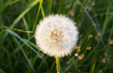 Dandelion white on grass background