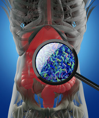 Gut bacteria, microbiome. Bacteria magnified through magnifying glass, concept, representation. 3D illustration.