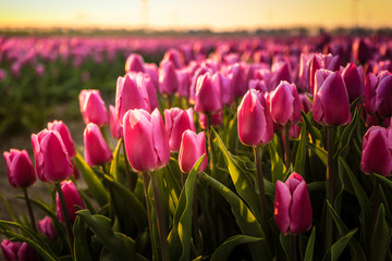 Scenic Field Of Tulips