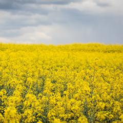 Obraz premium A beautiful bright yellow spring rapeseed field against the background of a dark cloudy sky. Agroindustrial industry