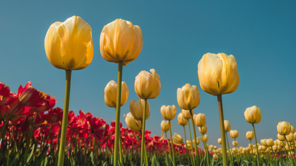 Obraz premium Close-Up Of Flowers Against Clear Sky