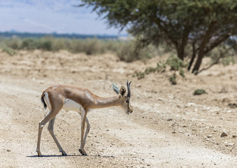 Dorcas gazelle (Gazella dorcas) inhabits desert areas of Africa and Middle East