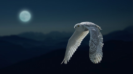 Moonlight and owl
