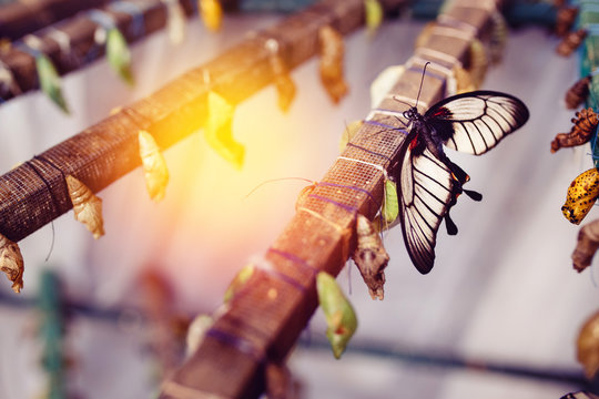 Large Tropical Butterfly Hatch From The Pupa. Concept Transformation Of Lime Butterfly