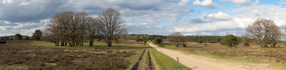 heath in Niederhaverbeck in northern Germany