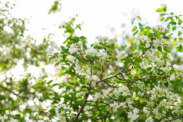 Blooming apple tree in spring time.