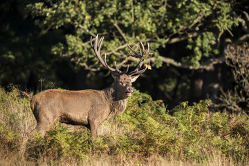 Majestic powerful red deer stag Cervus Elaphus in forest landscape during rut season in Autumn Fall