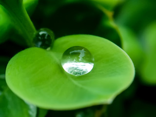 Water droplets on green leaf,