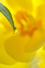 A drop of water on a leaf in the garden is photographed macro.