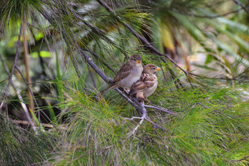Sparrows perched on a pine tree