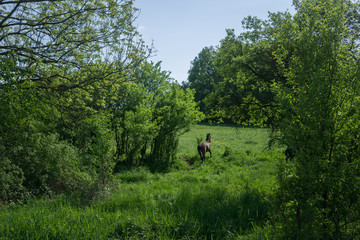 horse in the meadow in spring