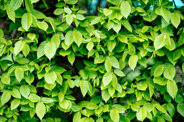 green leaves background in spring or summer season garden