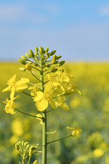 Obraz premium Canola field (Rape) at april; Brassica napus 