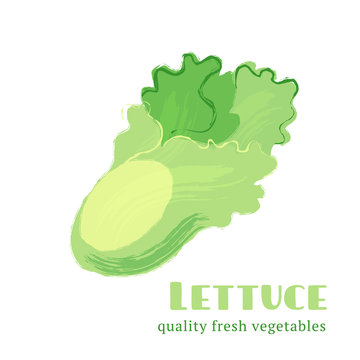 Fresh lettuce isolated on white background.
