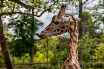 Girafes