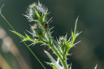 Spinne auf Pflanze