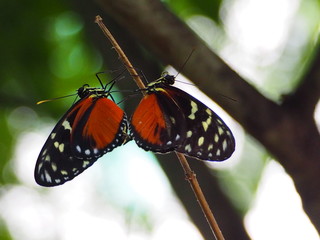 schmetterlinge