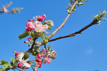 Blooming apple tree in spring; apple blossom (Malus domestica)