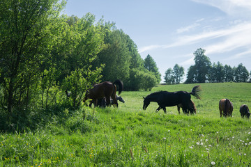 Fototapeta na wymiar Horses in the green meadow in the spring