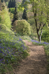 Stunning vibrant landscape image of blubell woods in English countryside in Spring