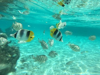 Snorkling at Huahine, Tahiti, French Polynesia