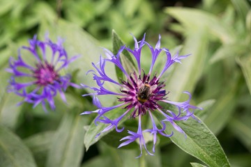 Bumblebee on purple flower. Slovakia