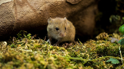 Maus