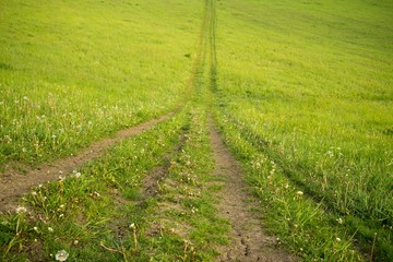 Magic trees and paths in the forest. Slovakia