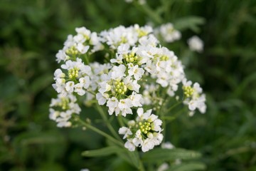 Gilliflower in the grass. Slovakia