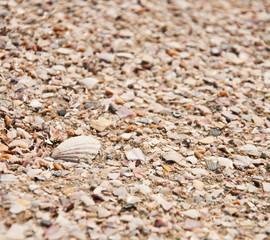 The Sea shells