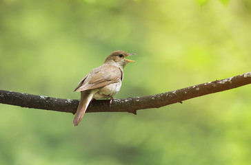 Nightingale sings loud song on a branch in the Park on a Sunny spring day