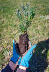 Planting a tree. Nature, environment, ecology concept. Reforestation. New life concept. Close-up of...