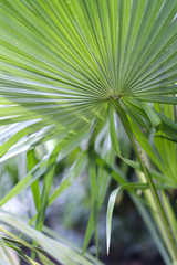 Obraz na płótnie Canvas Bright green leaves of decorative palm trees in the botanical garden