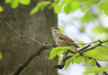  bird is a Nightingale singing in the Park on the tree