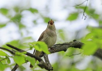 Nightingale is singing loudly in the Park among the branches on the tree