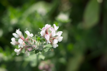 Beautiful delicate wild flower on a Green blurred background.