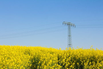 Yellow oilseed rape field with pylon in the background