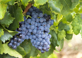 Red grapes on the vine