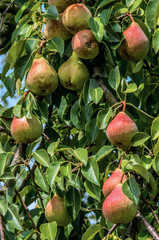 Ripe pears on a tree in the garden.