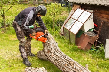 Woodcutter cuts the chain saw. Professional Lumberjack Cutting a big Tree in the garden.