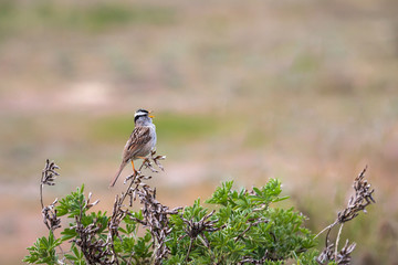 Singing White Crowned Sparrow