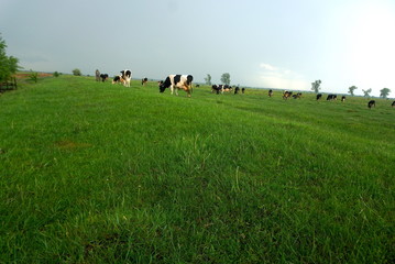 cow grazing on pasture in spring morning