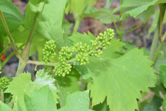 Leaves And Vine Shoots With Bunch Of Buds