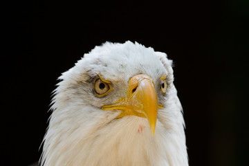 Bald Eagle (Haliaeetus leucocephalus) Portrait also known as American Eagle