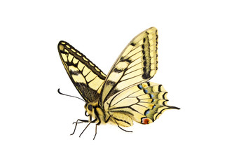 Yellow butterfly on a white background
